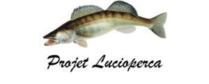 Logo Lucioperca