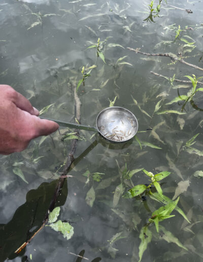 alevinage en brochets au lac de la Gruyère